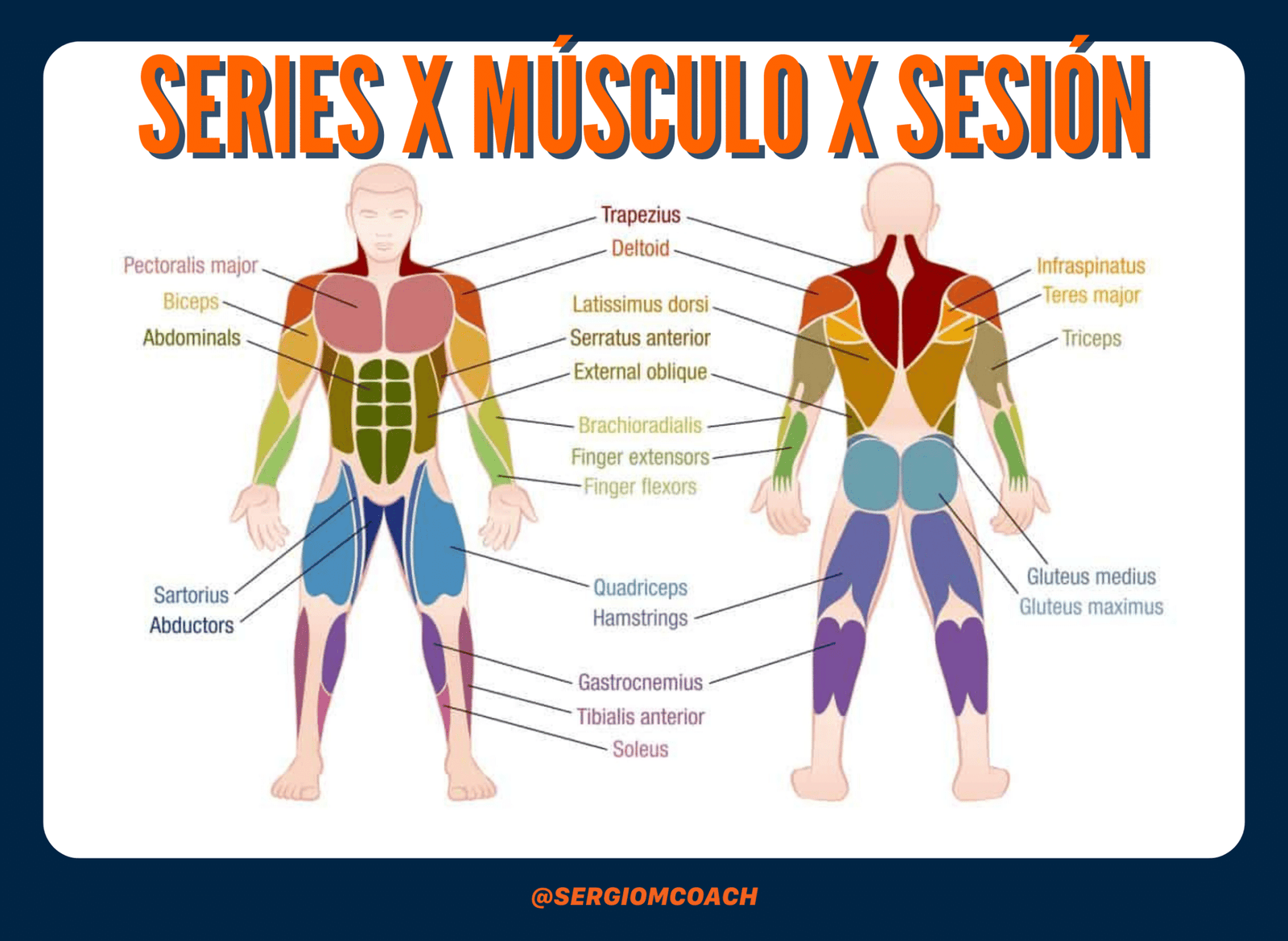 Cuantas series por musculo por sesion